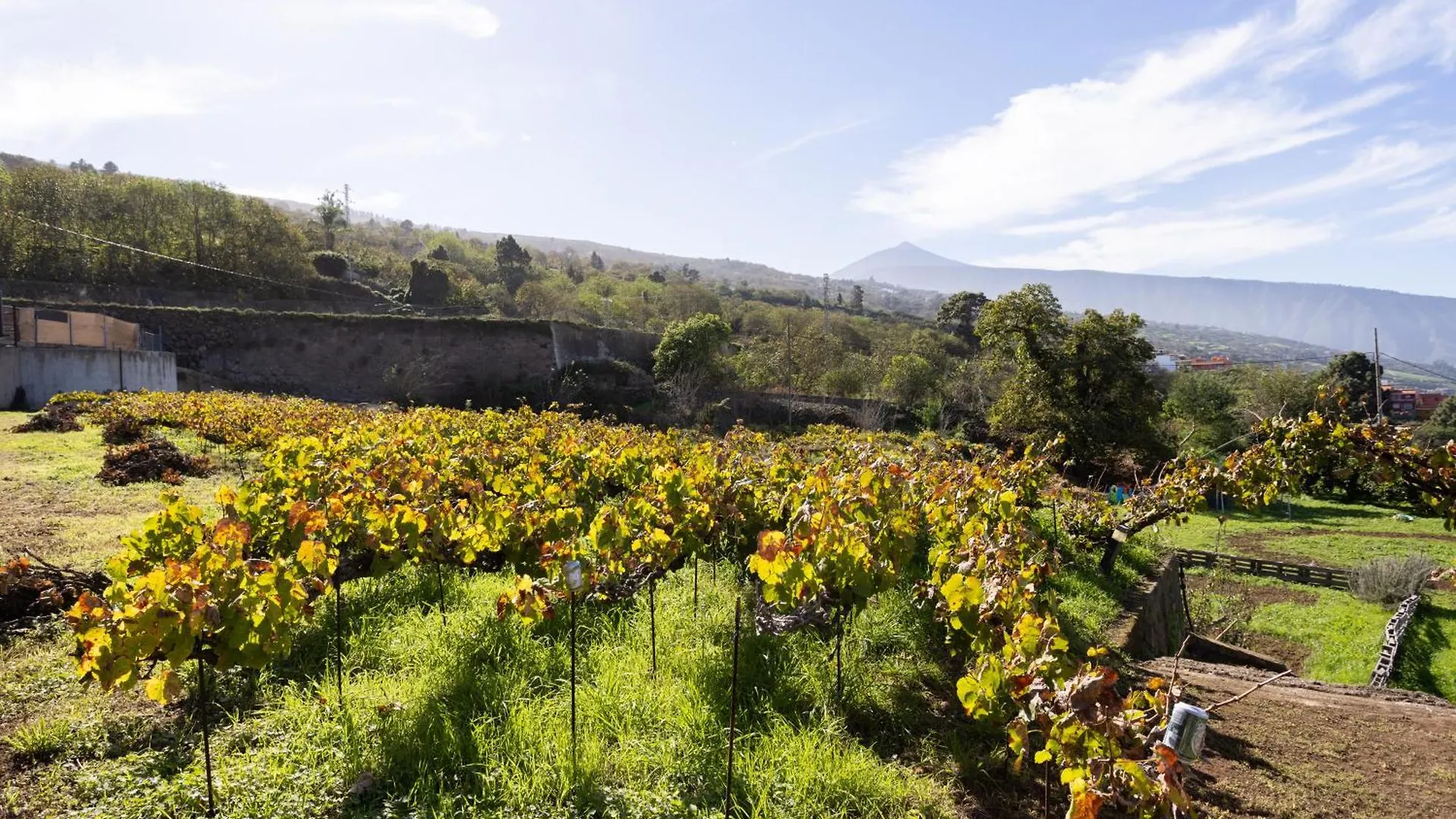 Ek Teide Finca El Milagro La Orotava Apartamento