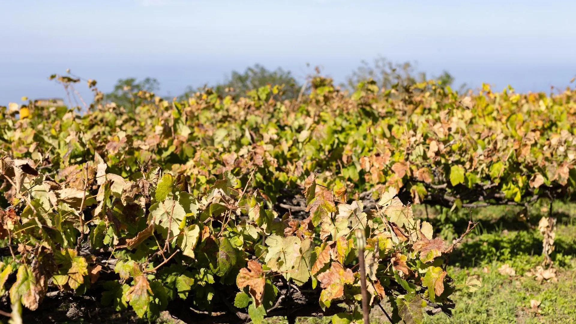 Ek Teide Finca El Milagro La Orotava Apartamento